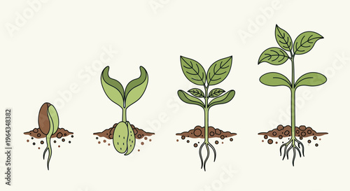Seedling growth stages in soil.