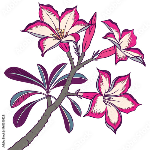 Photos desert rose colorful on white background