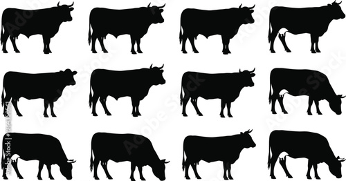 “Collection of twelve cow silhouettes in various postures grazing, standing, walking, detailed farm animal vector illustration pack”