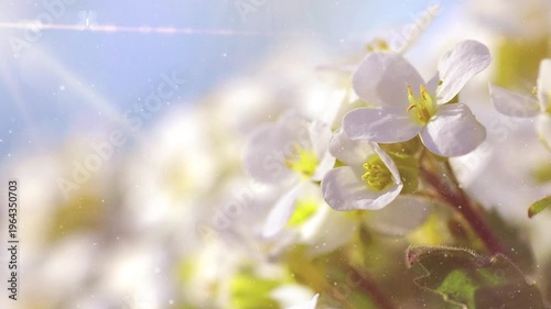 Spring background. Realistic sunflower garden background with particle. Spring, Summer flowers garden in sunny day. Cherry blossom 