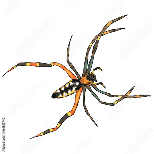Realistic illustration of spider with beautiful pattern. Leucauge tessellata. Colorful, hand-drawn, vector illustration. Picturesque. Unique detailed stylization. Print on sketchbooks, stickers