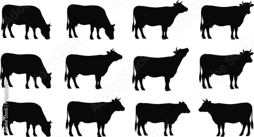 Collection of cow silhouettes in various grazing and standing postures, farm animal vector illustration for agriculture design