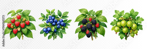 Set of botanical berry branches with strawberries, blueberries, blackberries and gooseberries, lush green leaves and ripe garden fruit in a vivid hand painted natural style. Vector