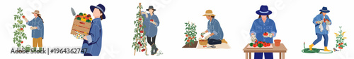 Set of illustrations depicting a female gardener harvesting and caring for tomato plants in different poses, highlighting sustainable agriculture and home gardening.