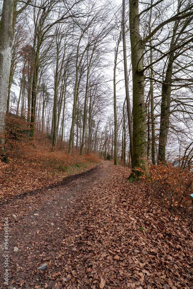 Fototapeta premium path in the woods