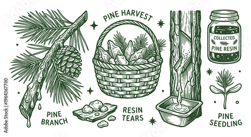 Pine harvest vector illustration with branch, seedling, resin tears, jar, and cone, depicting pine resin collection.