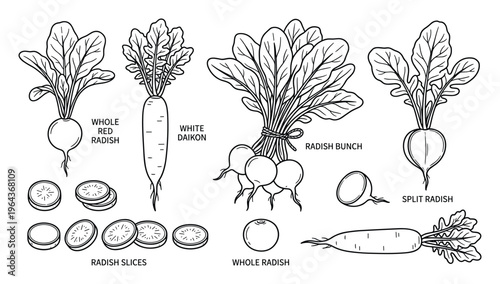 Radish vector set with white daikon and red radish, bunch, slices, and split radish illustrations, various vegetable crops