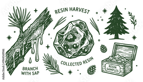 Resin Harvest vector illustration, showing branch with sap, collected resin, pine tree, and resin samples in a wooden box