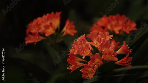 A close-up view of bright orange and yellow Clivia miniata flowers nestled among long, dark green leaves