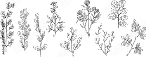 Hand drawn botanical leaf set, detailed herbal plants and foliage illustrations, natural floral collection in vintage line art style – vector illustration