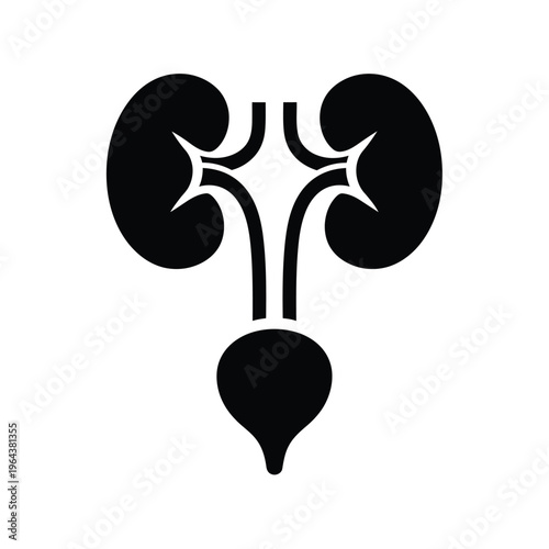 Illustration of vector kidney and urinary system anatomy