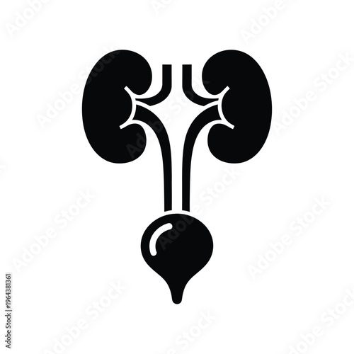 Illustration of vector kidney and urinary system anatomy