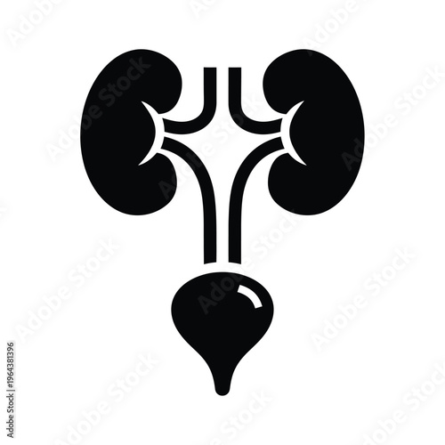 Illustration of vector human urinary system anatomy
