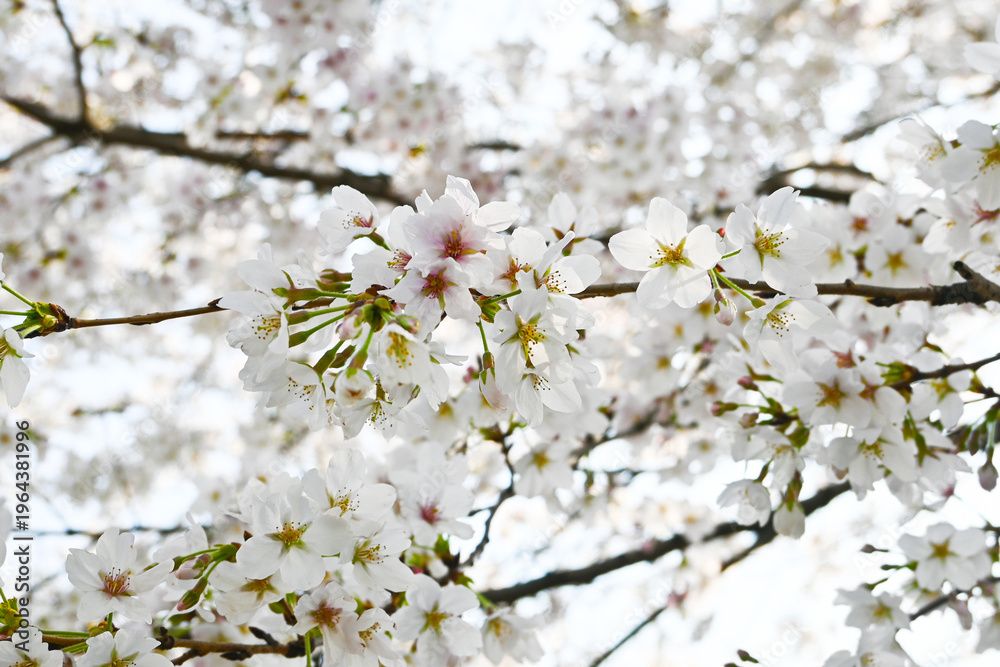 Fototapeta premium 青空に映える満開の桜（ソメイヨシノ）のアップ