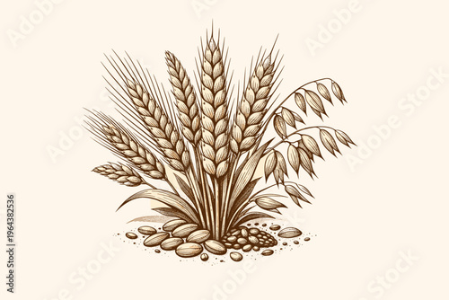 Vintage sketch of wheat and oat stalks with grains on a neutral background