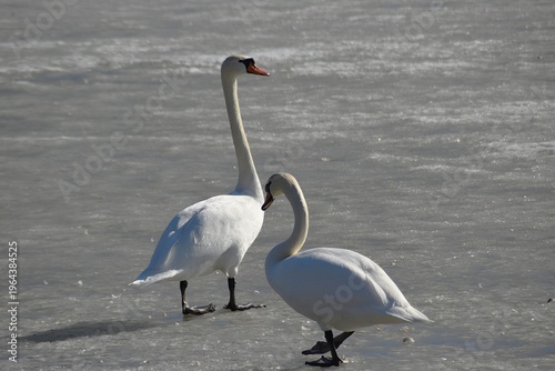 A cute pair of mute swans on sea ice in early spring.