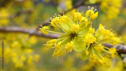 Dirndlblüte, Kornelkirsche, Cornus mas 