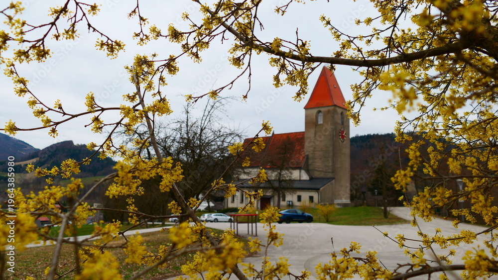 Fototapeta premium Dirndlblüte in Kirchberg an der Pielach, Pielachtal, Niederösterreich 