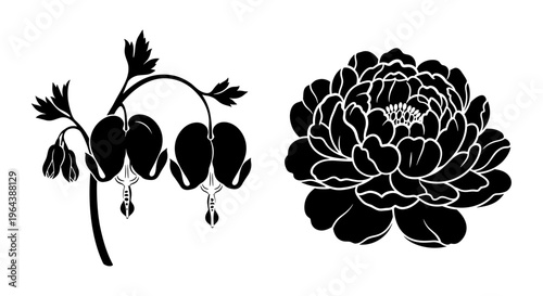 Black floral silhouettes of bleeding heart and peony flowers, botanical vector set with blooming garden plants, elegant nature illustrations for wedding decor