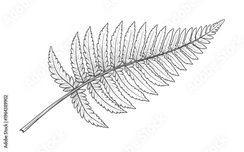 Black and white of a fern frond with serrated leaves leaf plant botanical