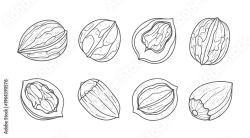Hand drawn line of various nuts and seeds almond walnut pecan