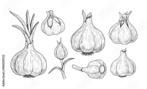 Hand drawn of various garlic bulbs and a single garlic sprout food ingredient vegetable