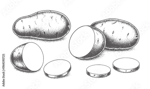 Hand drawn of whole and sliced potatoes in a stippled style food ingredient vegetable