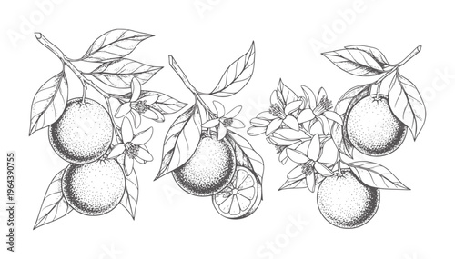 Hand drawn orange branches with fruits and blossoms in vintage style leaf
