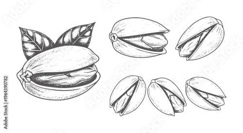 Hand drawn pistachios with leaves in black and white style nuts food snack healthy