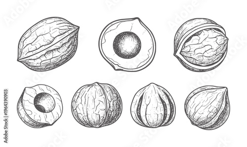 Hand drawn vintage of various nuts and nut halves hazelnut walnut almond pecan