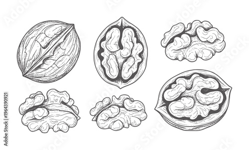 Hand drawn walnut halves and kernels white food healthy