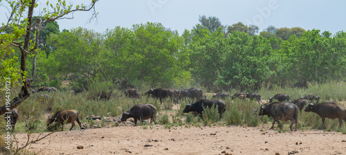 Afrikanische Tiere Kaffernbüffel oder auch Afrikanischer Büffel Wasserbüffel genannt, im Busch vom Krüger National Park - Kruger Nationalpark Südafrika