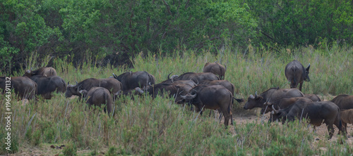 Afrikanische Tiere Kaffernbüffel oder auch Afrikanischer Büffel Wasserbüffel genannt, im Busch vom Krüger National Park - Kruger Nationalpark Südafrika