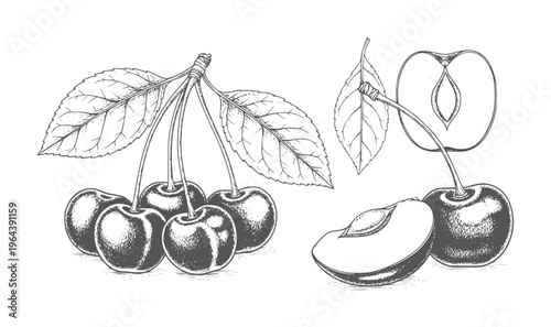 Vintage of cherries and plum slices with leaves cherry fruit leaf