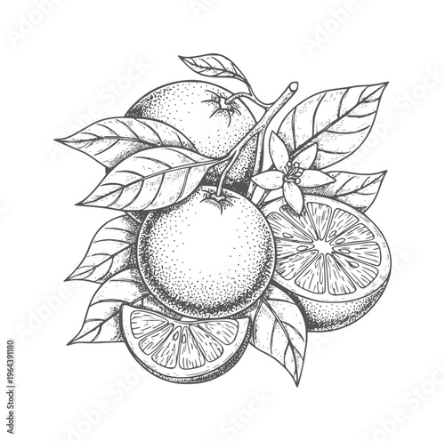 Vintage of oranges a branch with leaves and flower fruit citrus leaf