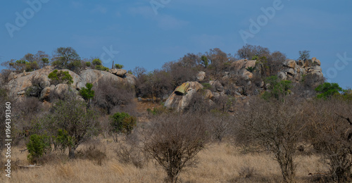 Aussicht und Landschaft - Flora Botanik Busch im Krüger National Park - Kruger Nationalpark