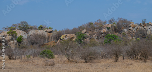 Aussicht und Landschaft - Flora Botanik Busch im Krüger National Park - Kruger Nationalpark