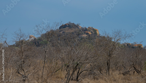 Aussicht und Landschaft - Flora Botanik Busch im Krüger National Park - Kruger Nationalpark