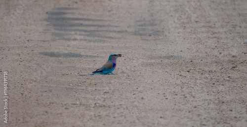 Afrikanische Tiere Gabelracke - Lilac-breasted Roller im Busch vom Krüger National Park - Kruger Nationalpark Südafrika