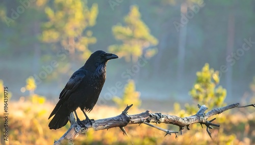Raven Perched on Branch in Autumnal Landscape.