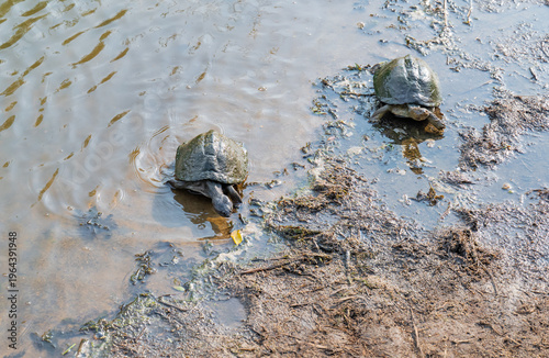 Afrikanische Tiere, Gezähnte Scharnierschildkröte - Serrated hinged terrapin im Krüger National Park Südafrika