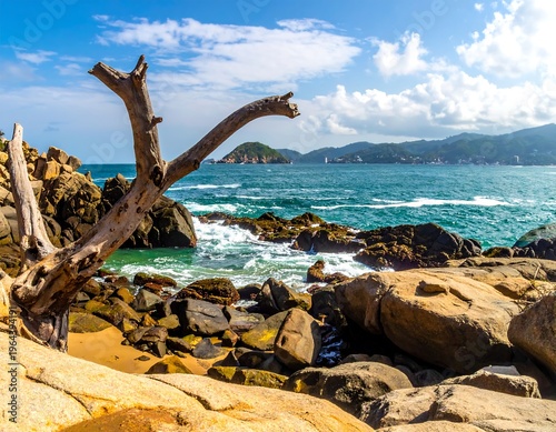 Rocky Beach Landscape with Dead Tree and Ocean View.