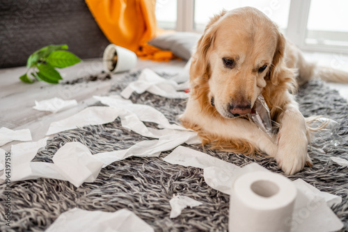 Fotografi Golden Retriever Is Causing Trouble