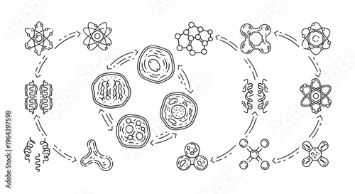 Cell Division Process Mitosis Stages.