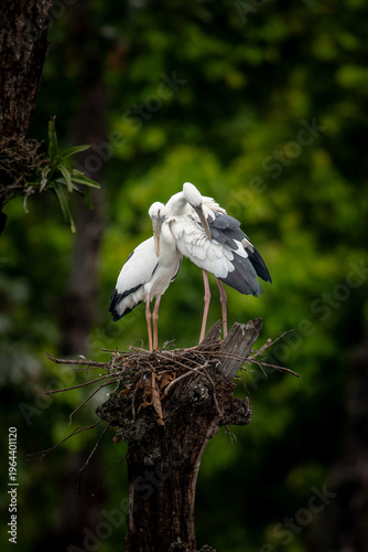 Couple of Asian Openbill Stork Playfully Interacting on Nest at Tree Branch | Social Bird Behavior in Nepal