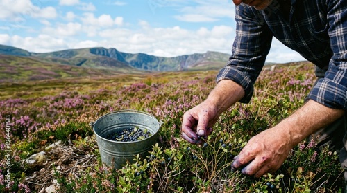 A wild blueberry picking session on a mountain heathland, hands parting low heather to reach the tiny dark blue berries on their wiry stems, a tin pail half full, the heathland stretching in purple