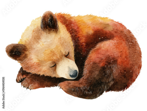 Watercolor little brown bear sleeping animal clip art illustration