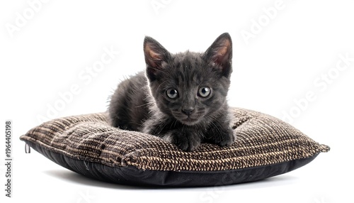 A cute, grey kitten rests on a brown, patterned cushion against a clean, white background, creating a simple and charming scene