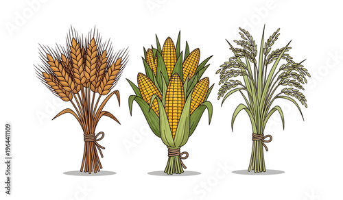 Collection of Three types of grain plants standing.