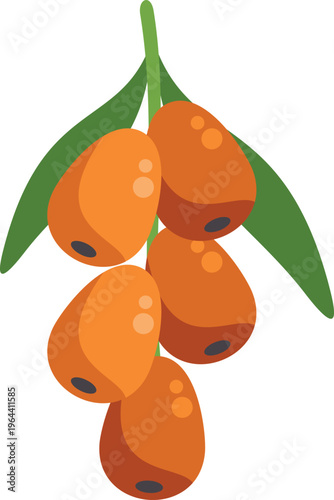 Sea buckthorn berries hanging from a branch with green leaves on a white background